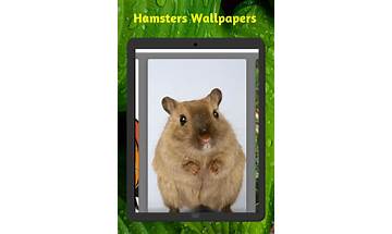 Hamster Wallpaper for Android - Download the APK from Habererciyes